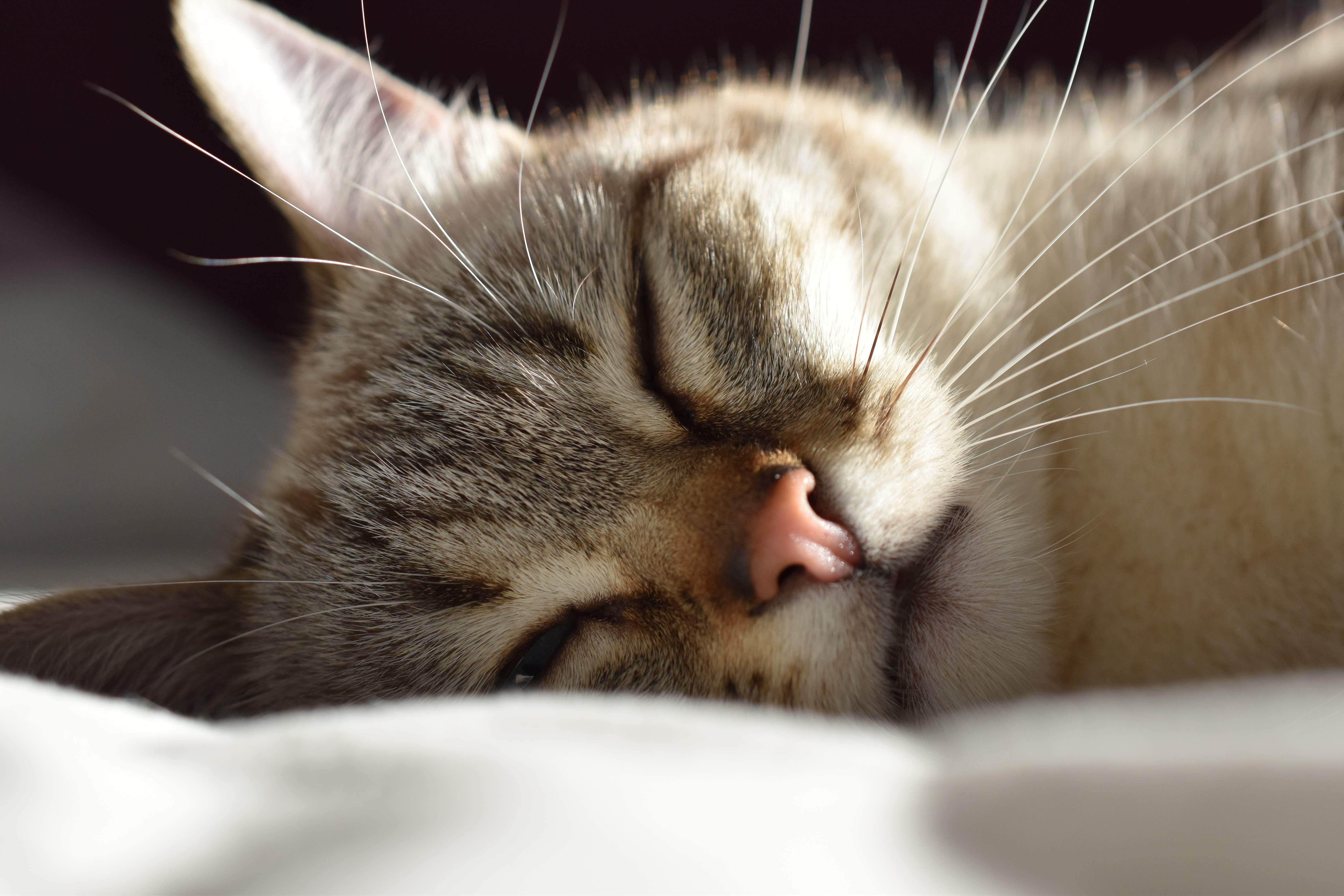 猫が飼い主の顔の上で寝るのはなぜ？その4つの理由を詳しく解説！