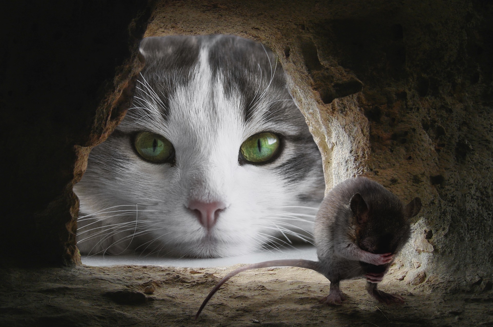 ネズミを狙う猫