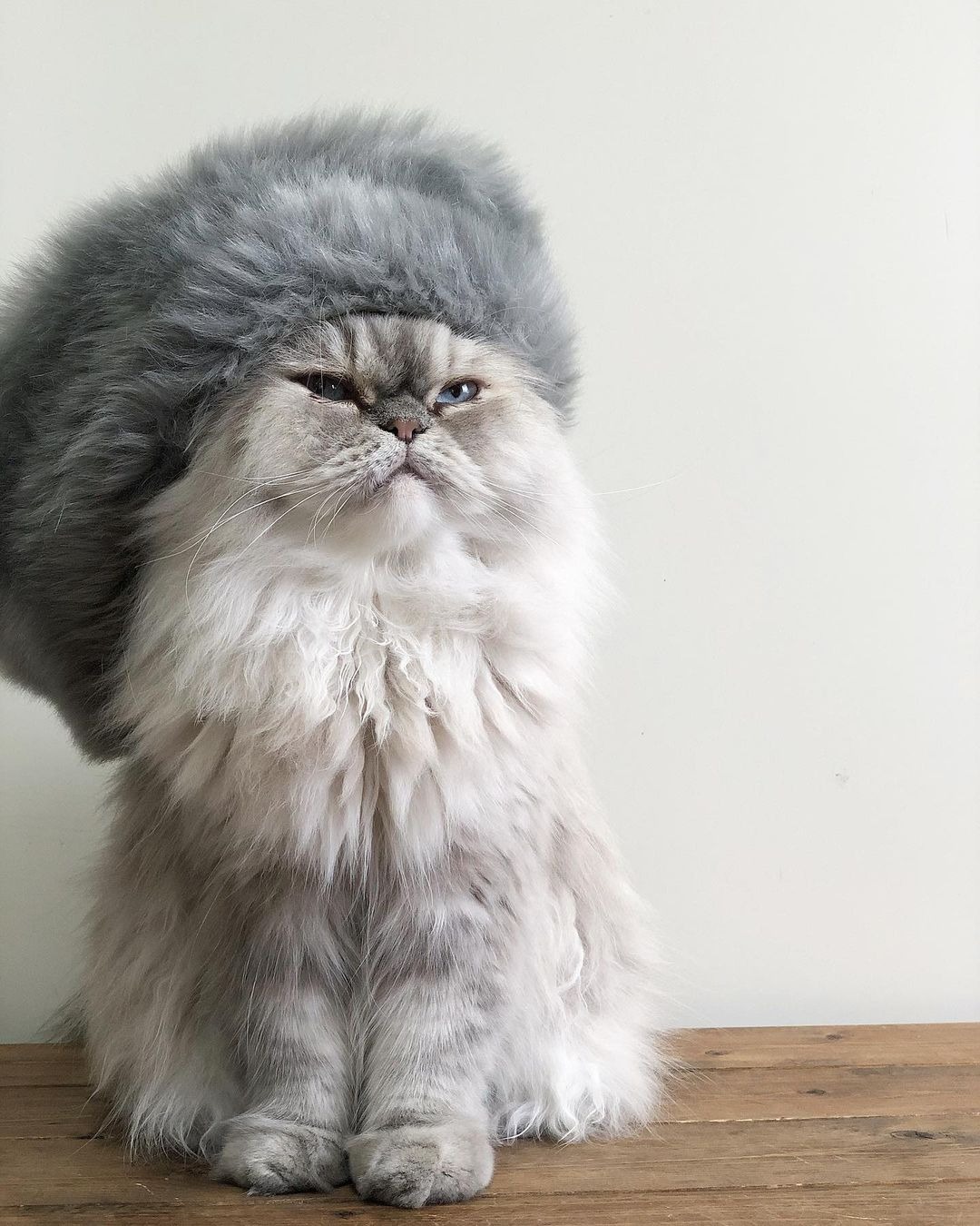 帽子をかぶっている猫