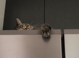 冷蔵庫の上で寝ている猫