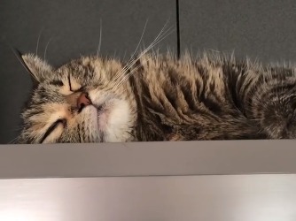 冷蔵庫の上で寝ている猫
