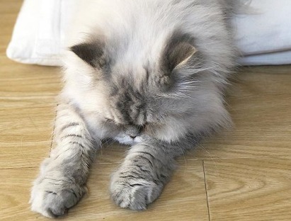 “ゴメン寝”スタイルで爆睡するヒマラヤン猫のぽこくん。もふもふが溢れてる！