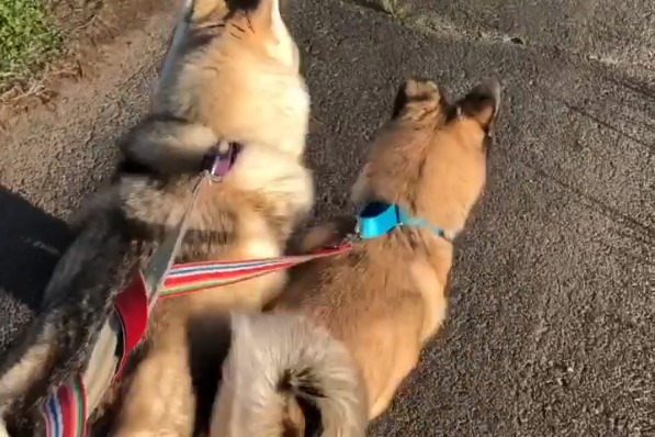 保護犬サンちゃんとハスキー犬のシャインちゃんは良き相棒。お散歩だってずっと隣で歩くのよ！