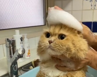 頭に泡を乗っけている猫