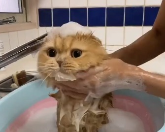 あご下ゴシゴシ気持ちいいにゃ♪お風呂でキレイにしてもらう猫のすずちゃん！