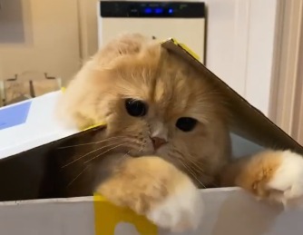 猫じゃらしに釣られて何度も箱の中から飛び出す猫のすずちゃんがめちゃ可愛い！