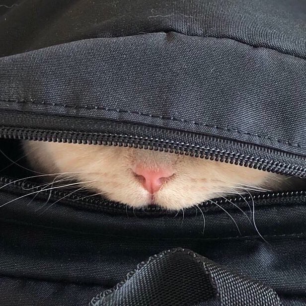 リュックの中に隠れている猫
