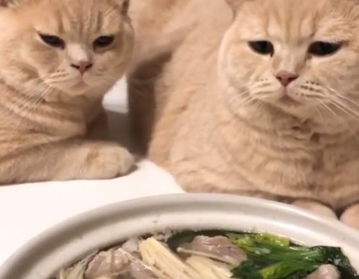「食べにゃいの？もう煮えてるにゃよ」じーっと鍋を見つめる猫ちゃん達が可愛すぎ