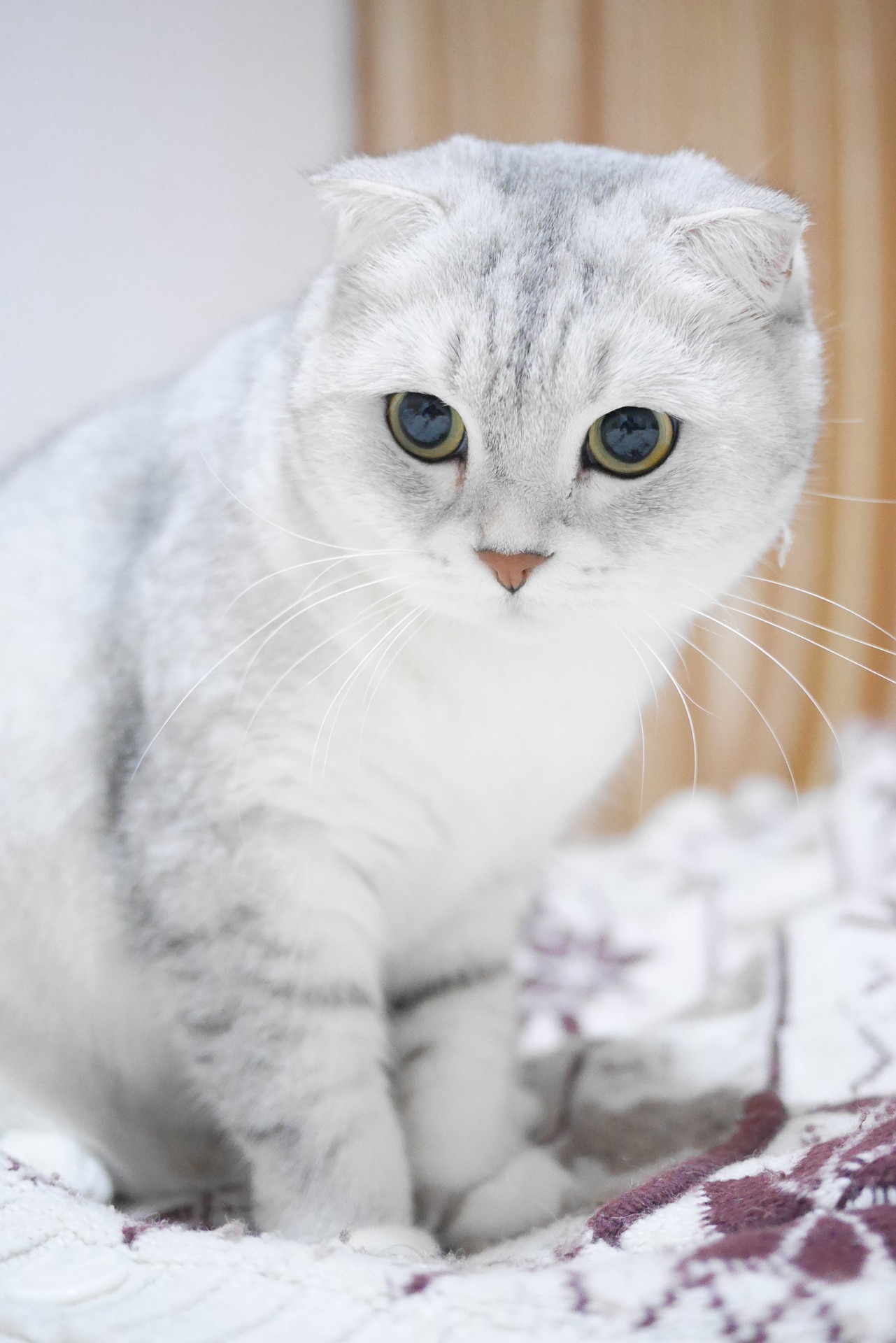 人気な猫種ランキングTOP10！特徴と性格をあわせてご紹介します