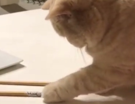 お箸で遊ぶ猫
