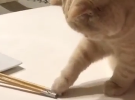 お箸が気になる猫のみかんちゃん。チョイチョイするおててが丸くてかわいい