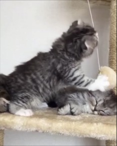 遊ぶ子猫と寝ている子猫