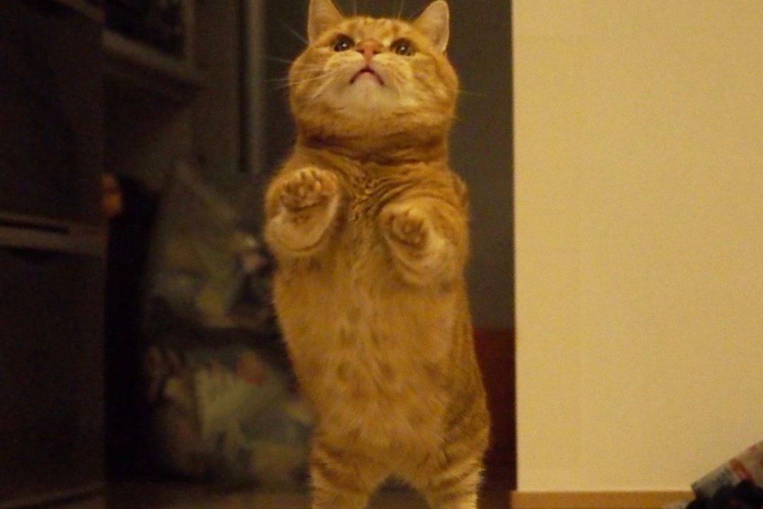 「茶太郎マン」参上!!短いあんよで渾身のジャンプをする猫の茶太郎くん！