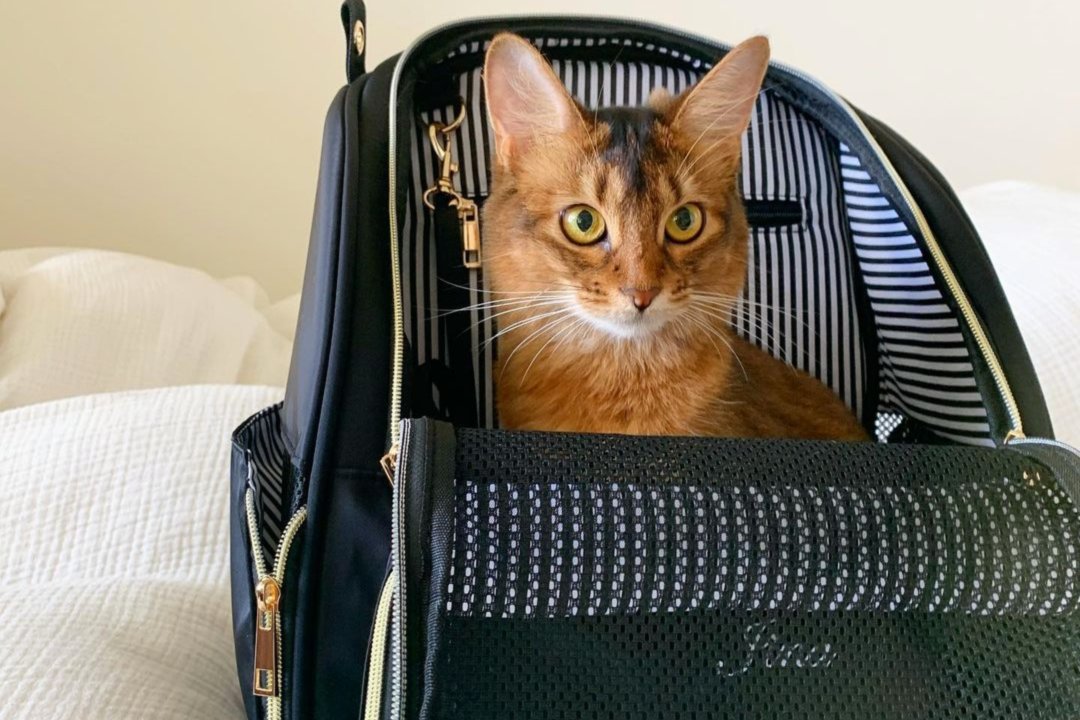 名前入りの新作キャリーバッグにご満悦な猫のジーナちゃん。やっぱり女子は特別が好き♡