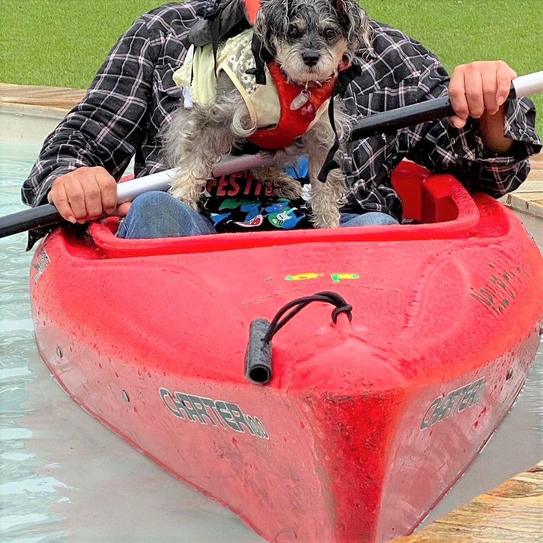 犬　ボート