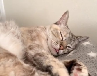 スヤスヤ…zzZ。舌をちょびっと出したままの猫のソナちゃんの寝顔にキュン