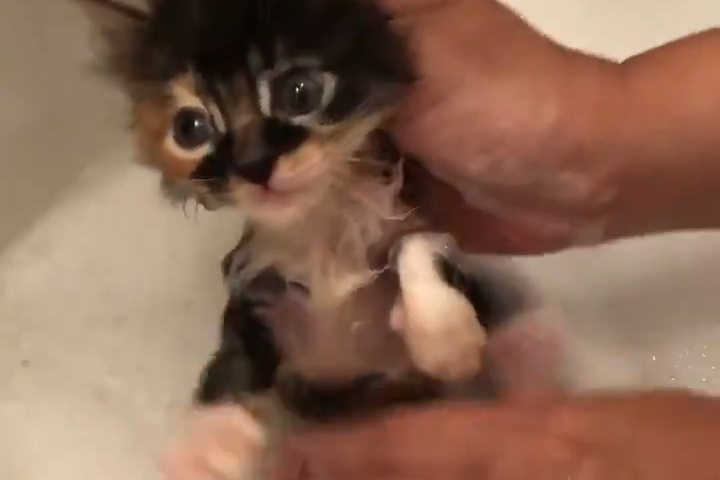 レスキューされた小っちゃな子猫ちゃんの「初めてのお風呂」に密着！