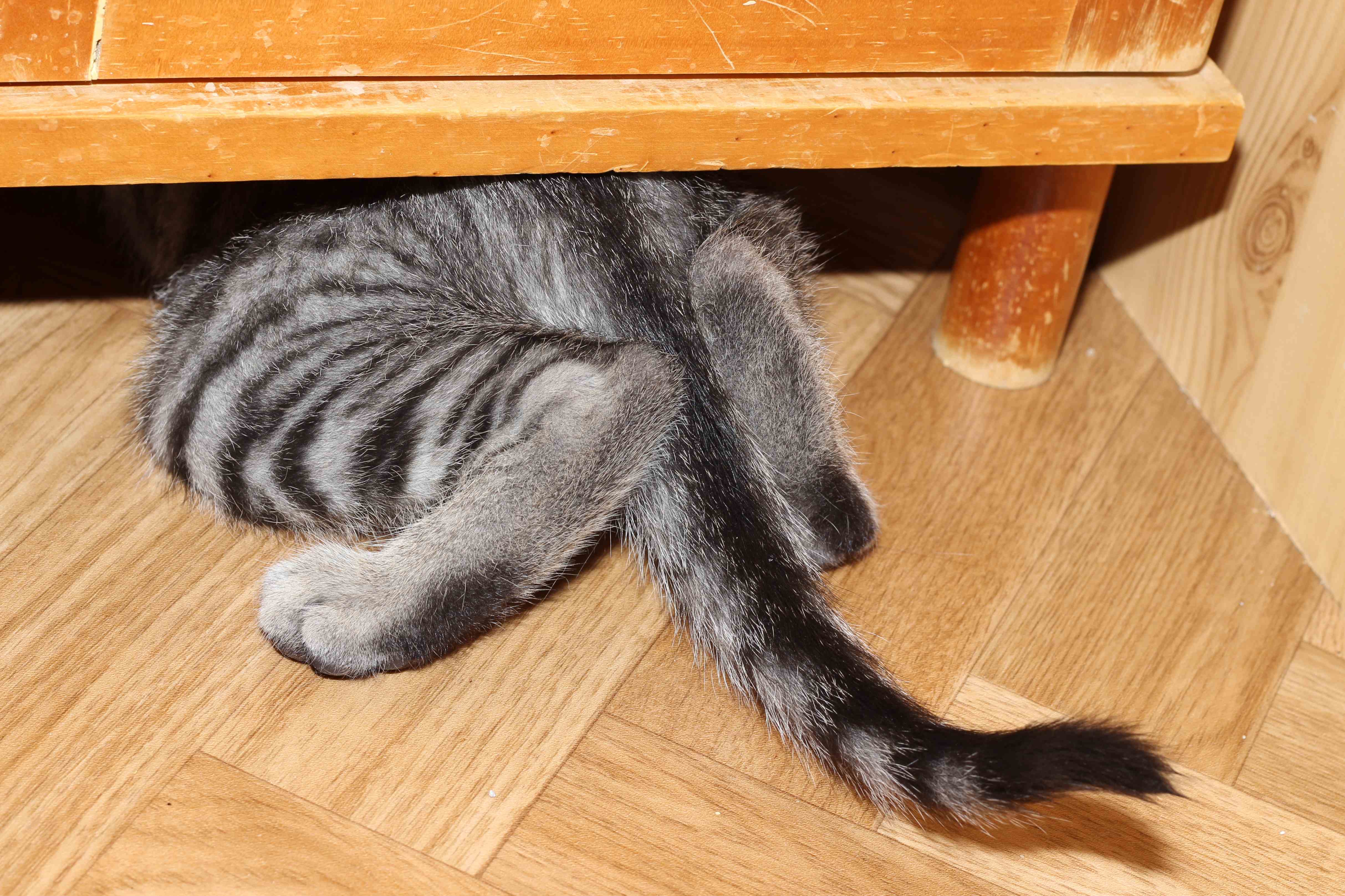 隠れようとしている猫