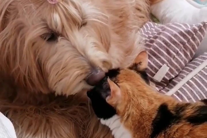 犬のジョイ・グレースちゃんは猫ちゃんのママ代わり！2人の絆にほっこり癒される