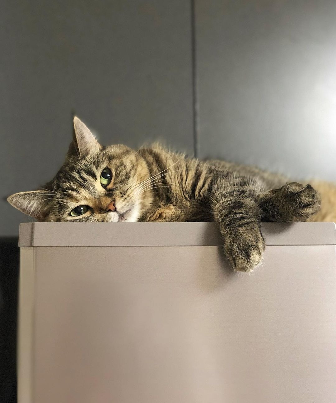 冷蔵庫の上にいる猫