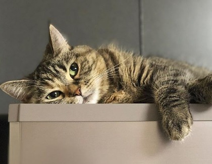 「気持ちいいにゃ～」猫のむぅちゃんのお気に入りは冷蔵庫の上