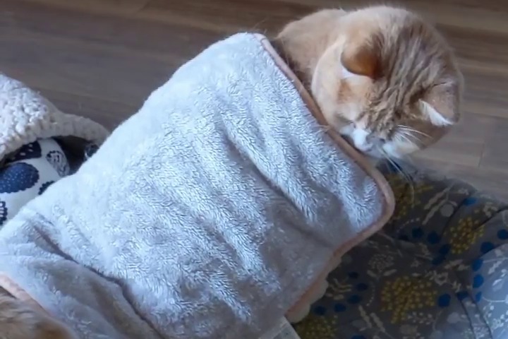 「あなた誰??」かけた毛布が付いてくることに困惑してる猫のうにちゃんがお茶目！
