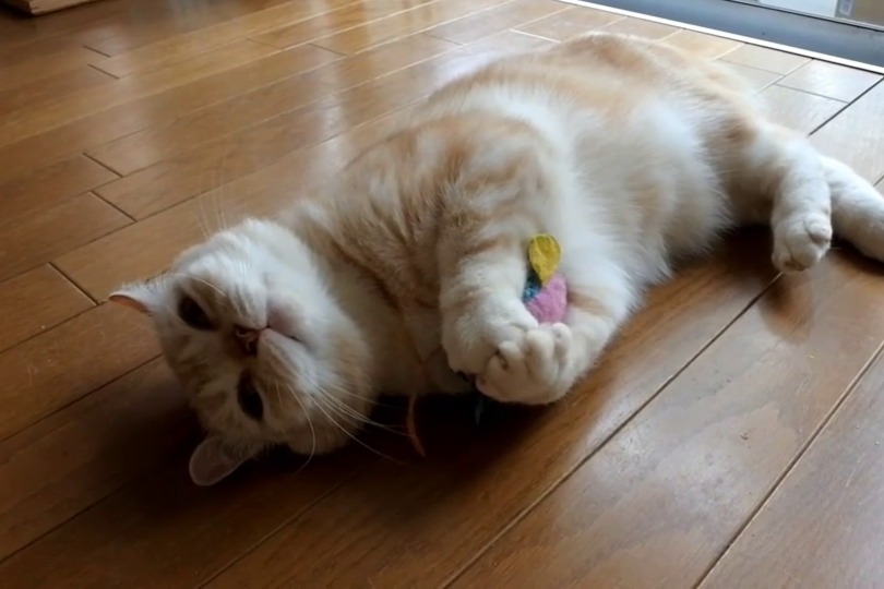 ママさんからのプレゼントを、今でも大事に“ケリケリ”して遊ぶ可愛い猫ちゃん！