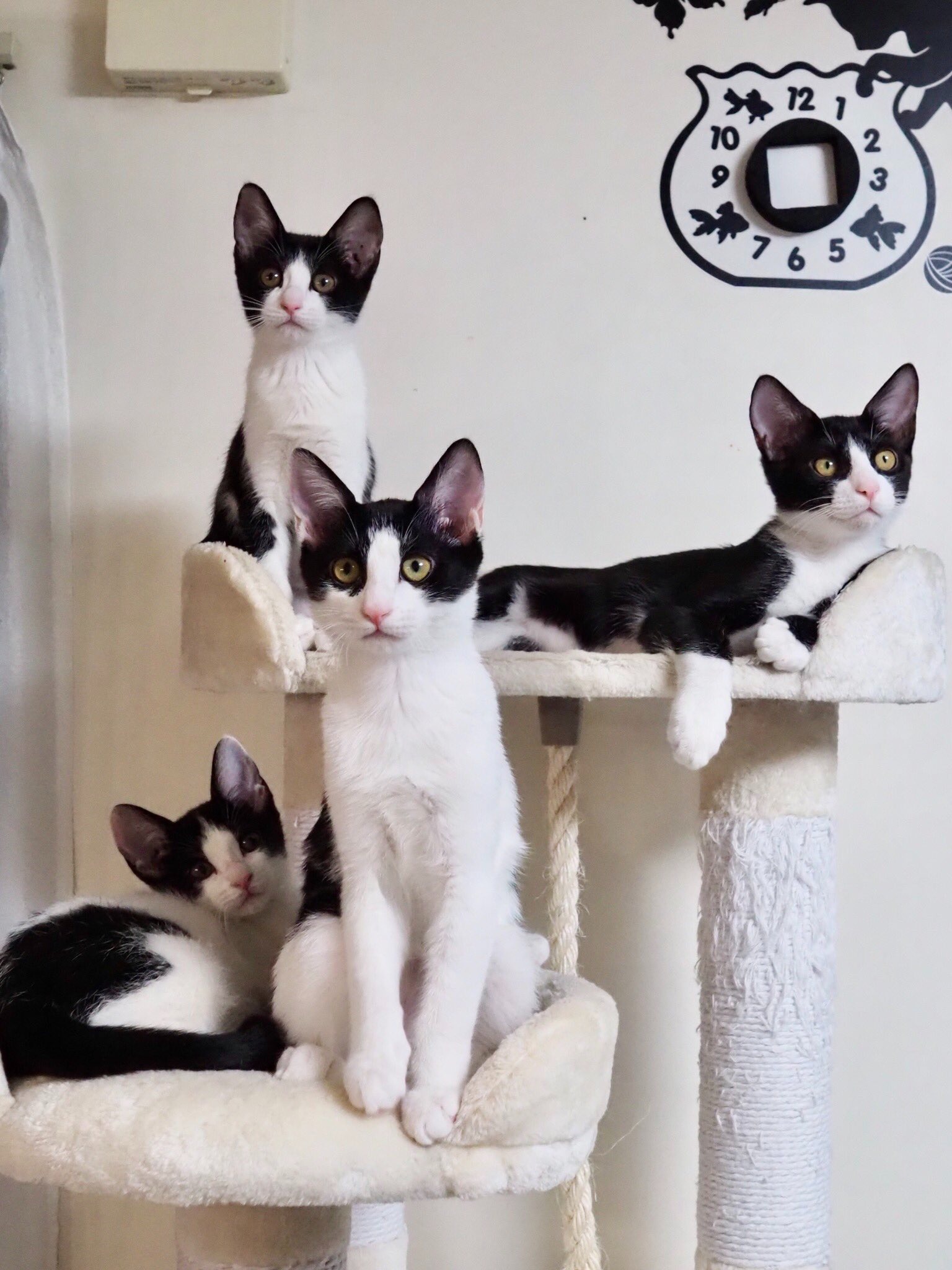 これぞ「ハチワレタワー」！キャットタワーに大集合のハチワレ猫ちゃんズが可愛い