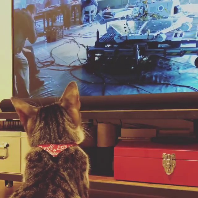 テレビを見る猫