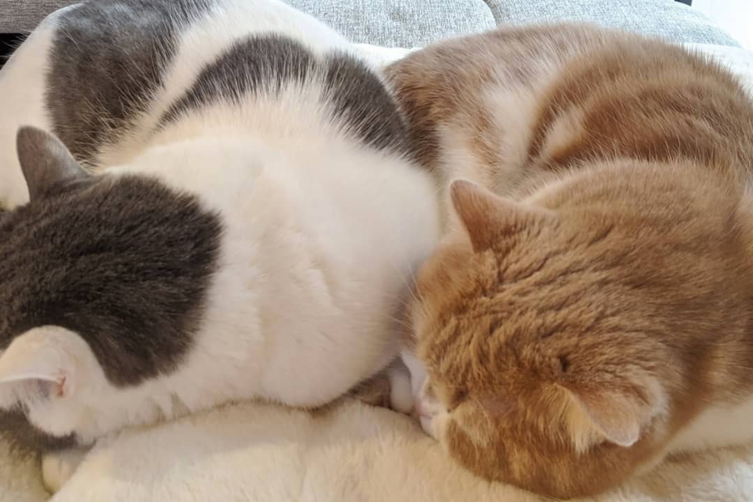 寒い日はこれに限るにゃ！くっ付いて“シンクロ寝”する猫兄妹が可愛くてキュン！