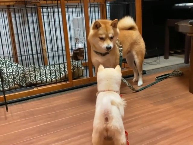 柴犬と子犬