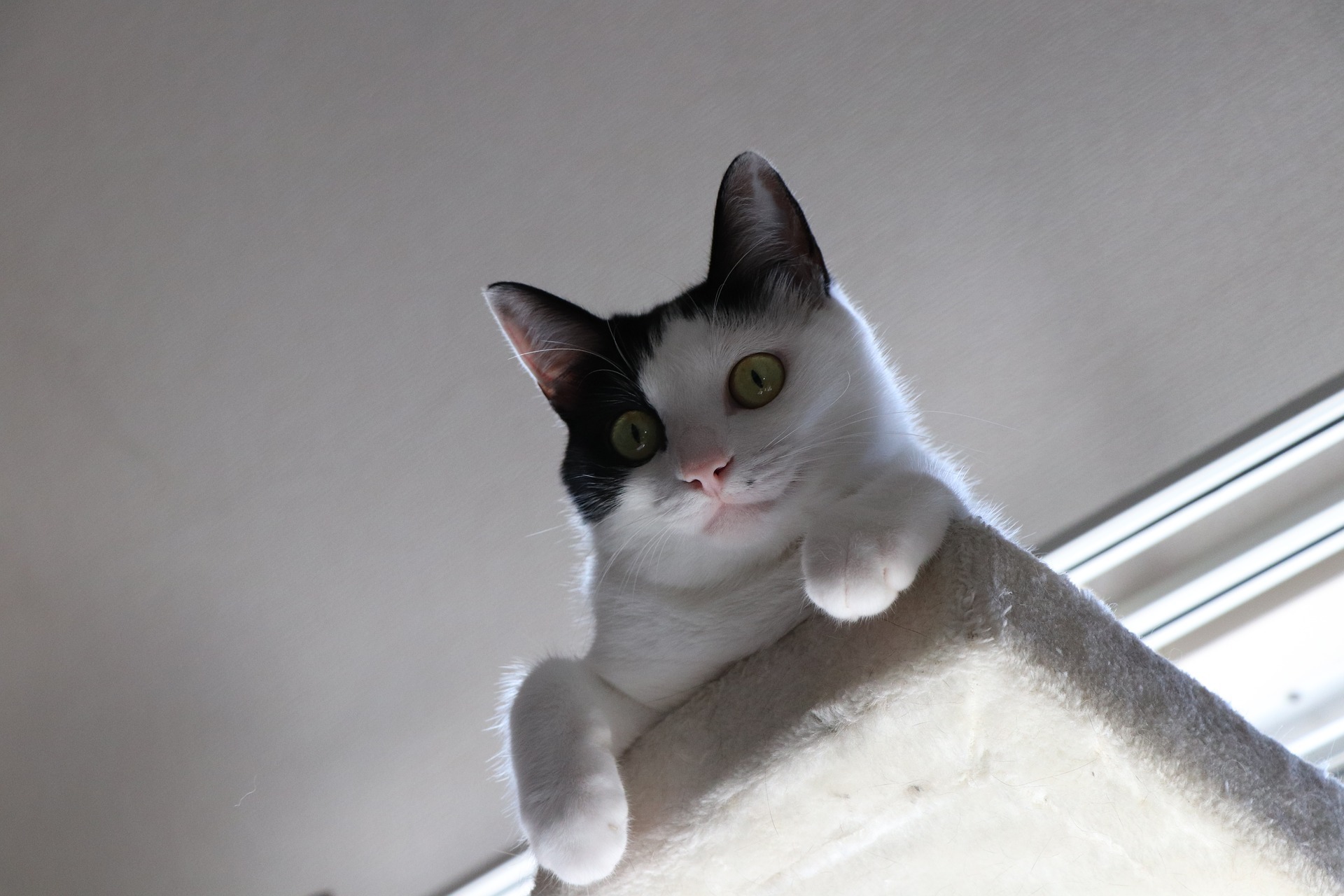 上から見下ろす猫