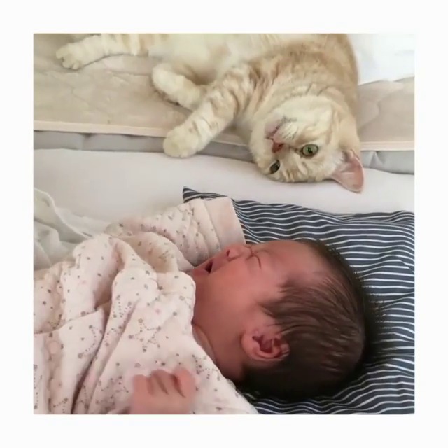 赤ちゃんとマンチカン