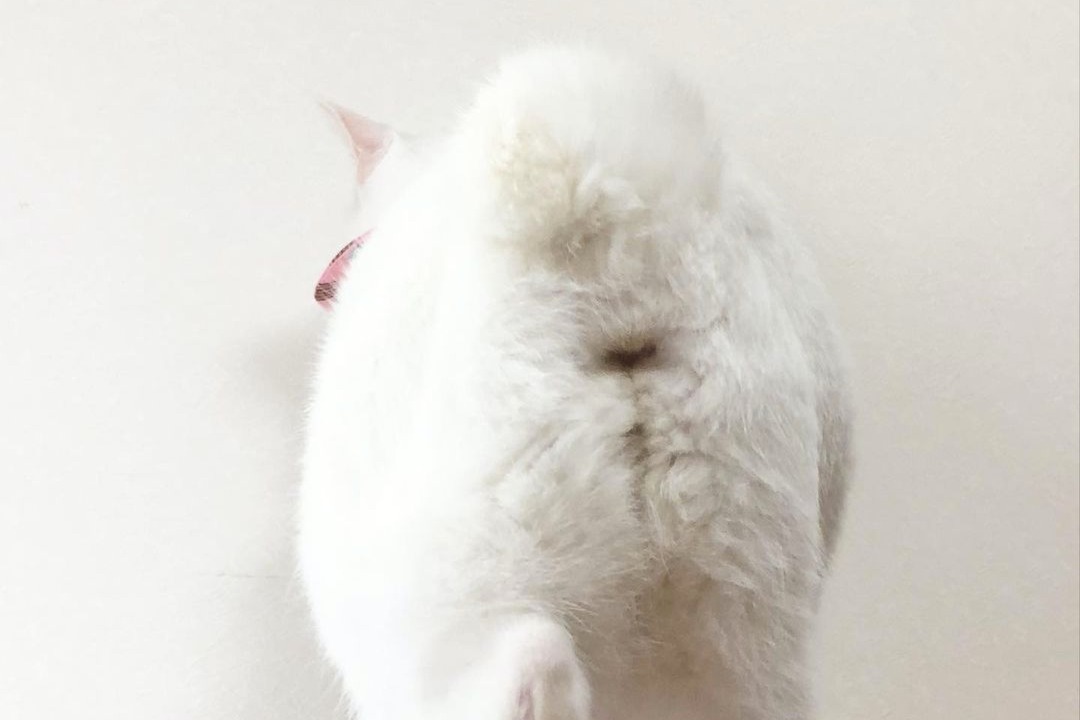 “お尻好き”必見!!猫のコトちゃんの「ふわもこお尻」コレクションを大公開！