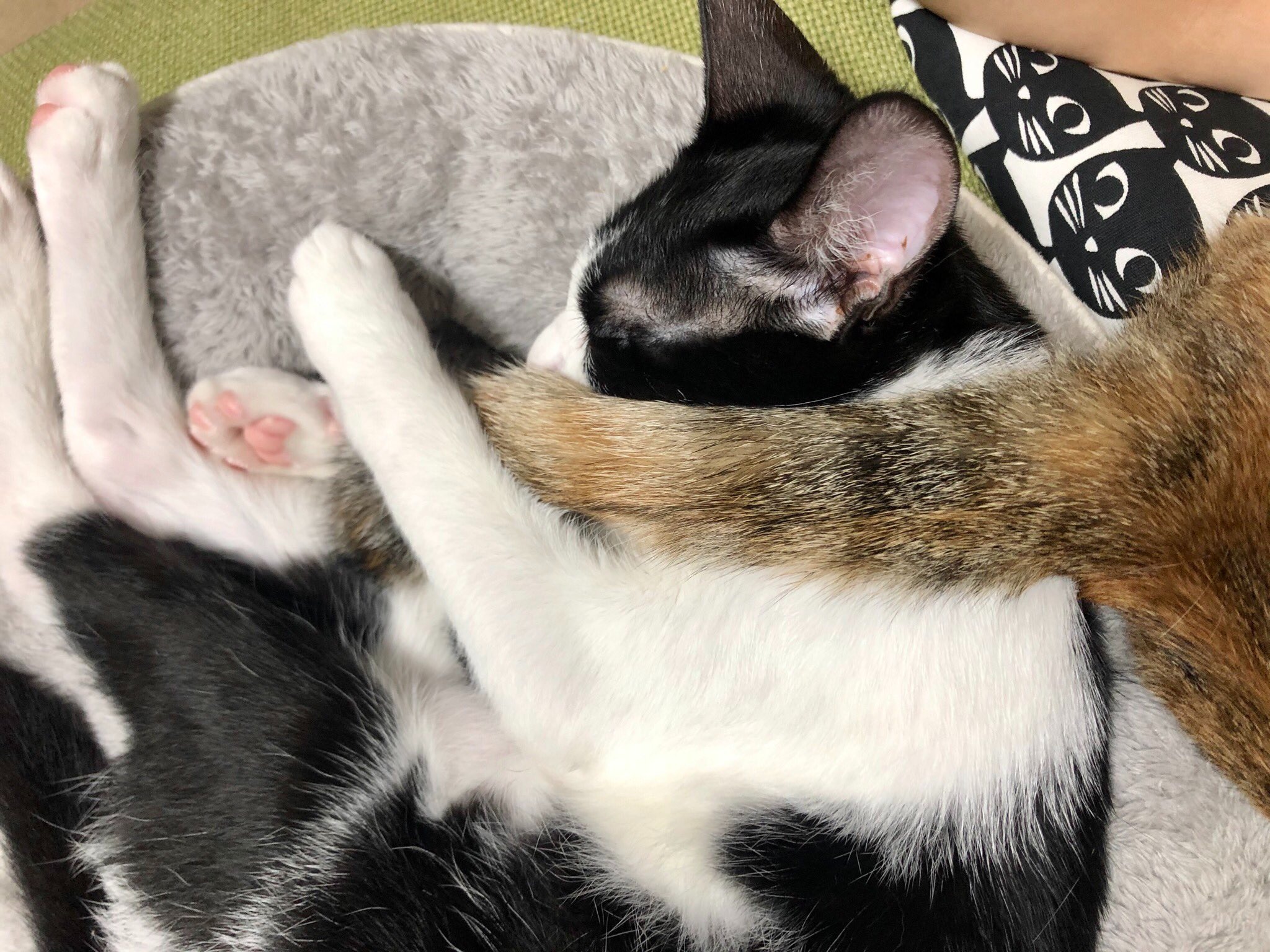 隣の猫ちゃんのしっぽを「抱き枕」のように抱えて寝る黒ごまちゃんがめちゃカワ！