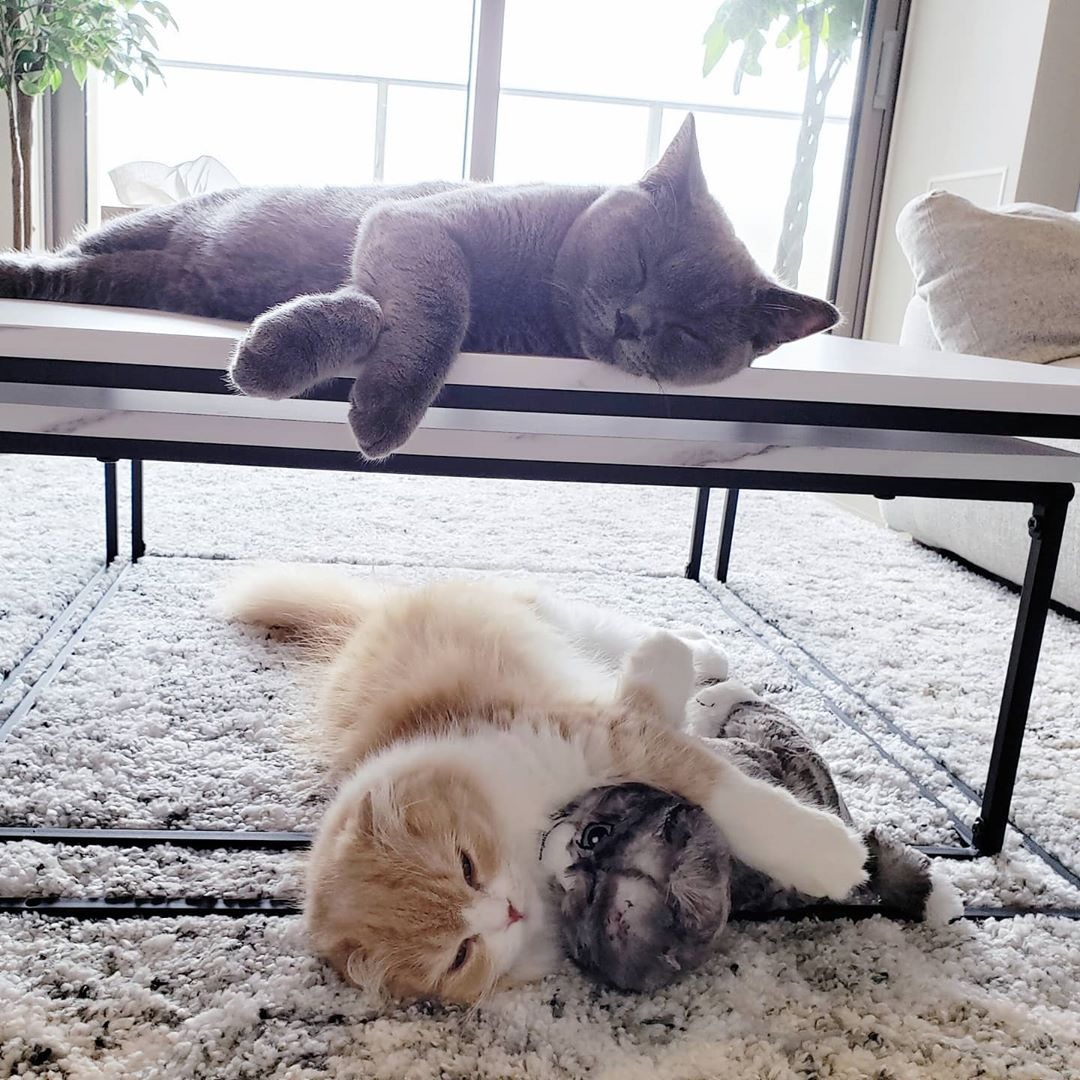 眺めてるだけで幸せ…テーブルの上でくつろぐ弟猫とぬいぐるみを抱いて寝る姉猫