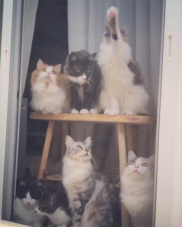 お庭を見渡せる窓辺に全員集合！鳥さんに夢中の猫ちゃんたちがかわいすぎる