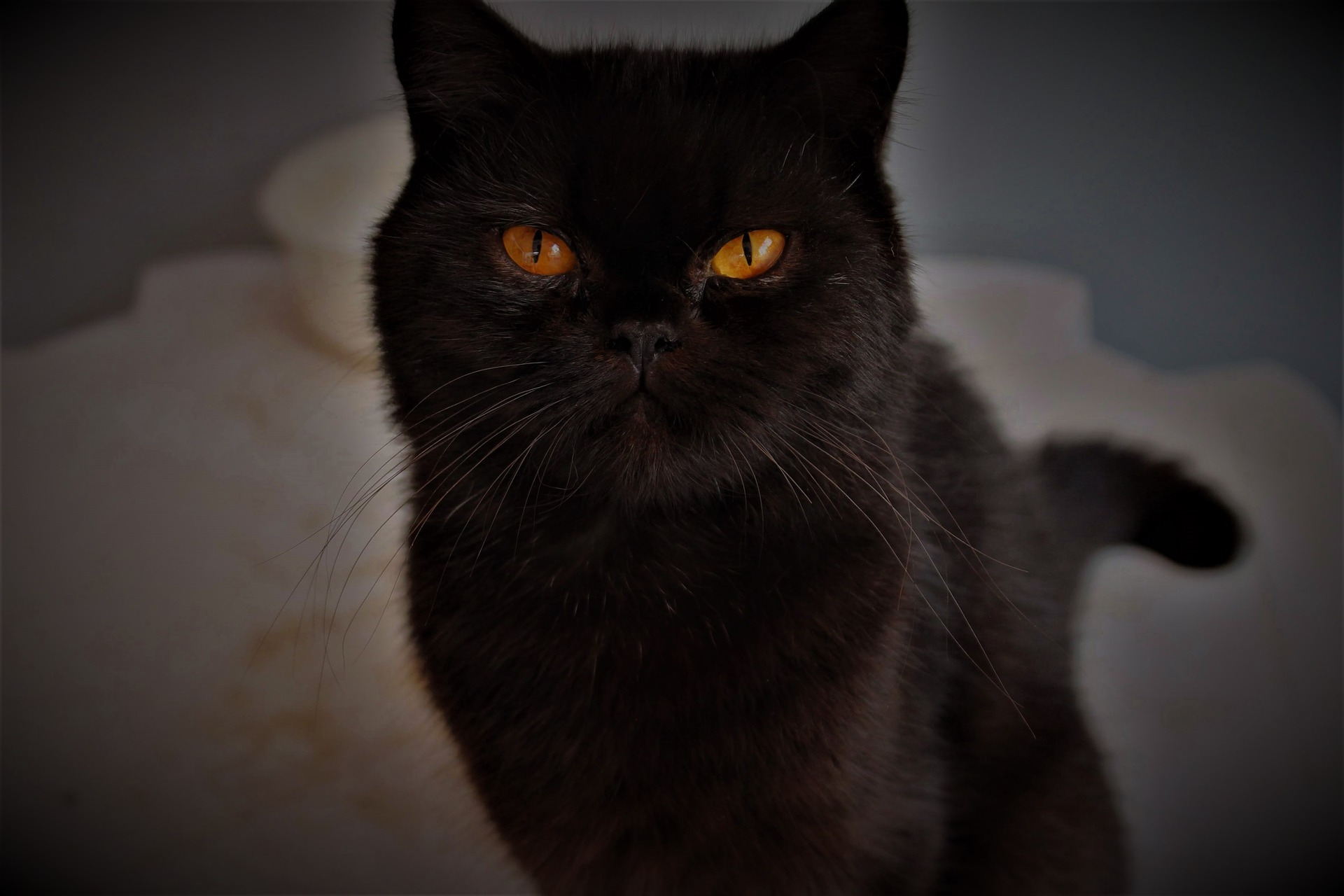 黒猫でもこんなに違うの？黒猫の14種類の特徴を紹介！