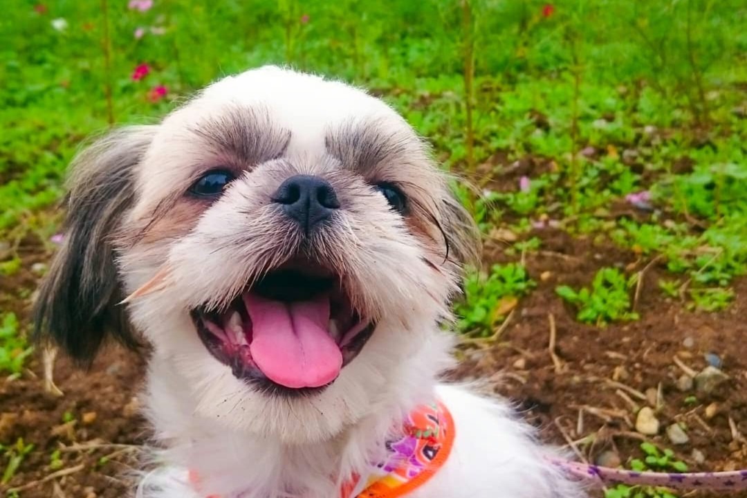 犬のマールくんのキラキラ笑顔3連発！お花とのツーショットがたまらなく可愛い！
