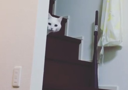 「呼んだにゃ？」階段からひょっこり顔を出す白猫ハク様がめっちゃキュート！
