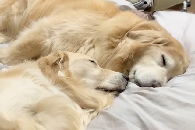 見ているだけで幸せ！とってもカワイイ寝顔で眠る姉妹犬に癒される～！！