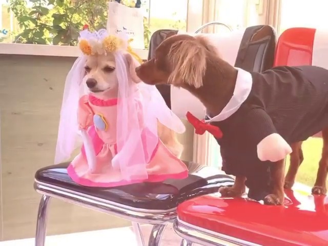 お嫁に行くってホント？！犬のミミちゃんのウェディングドレス姿を大公開！