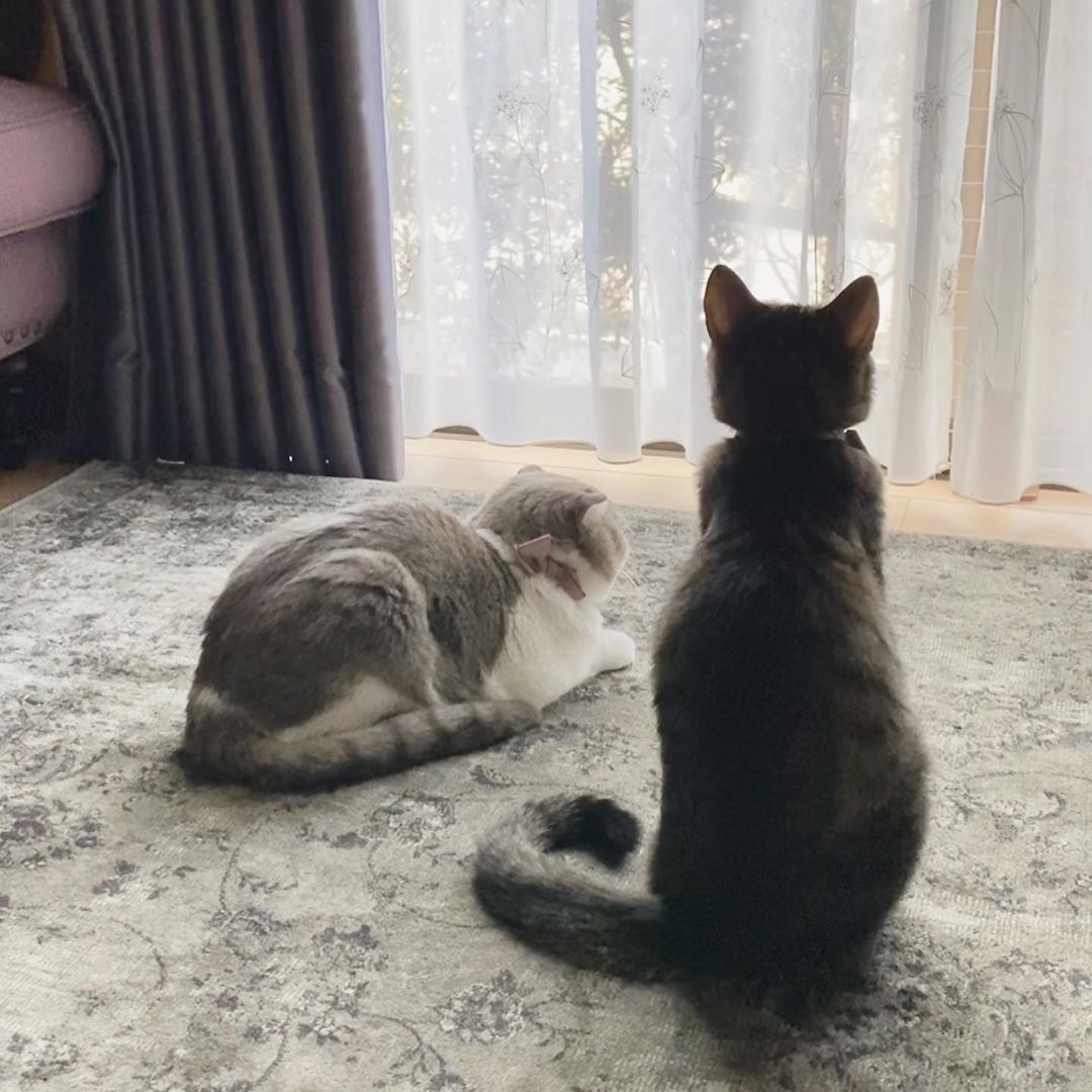 2匹の猫