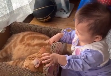 猫に触る赤ちゃん