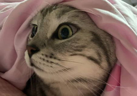 寒いにゃ…。布団に潜り込んで顔だけ出す猫のルークくんがめっちゃ可愛い！