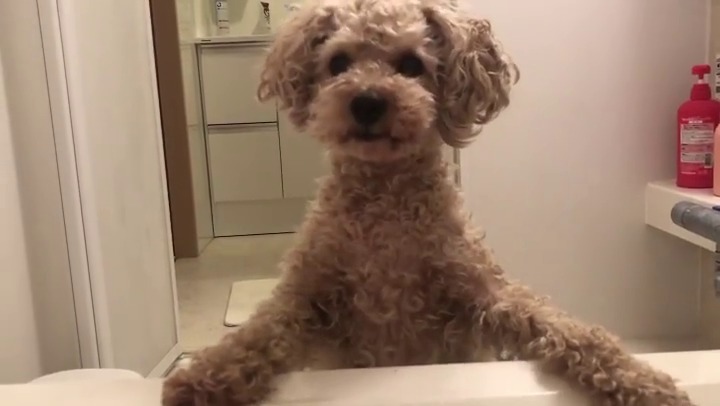 どうしてもママさんと遊びたい犬のチャチャ丸くん、お風呂まで付いてきちゃった!!