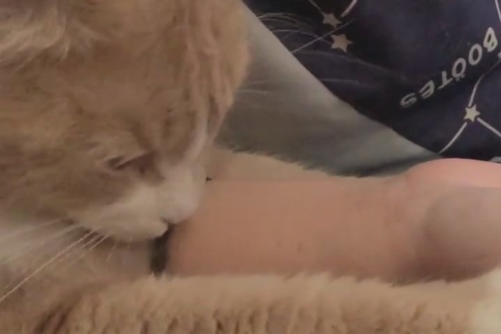 腕をギュっと抱きしめてペロペロ…猫のシエルくんの愛情表現がかわいすぎ