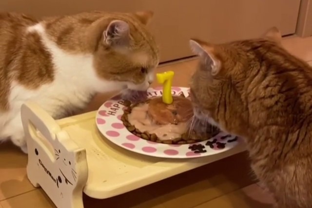 きなこちゃん、7歳のお誕生日おめでとう！兄猫の茶太郎くんとケーキでお祝い！