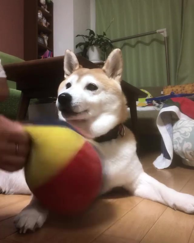 ボールで遊ぶの大好き！柴犬こなつちゃん“ナイスキャッチ”！！