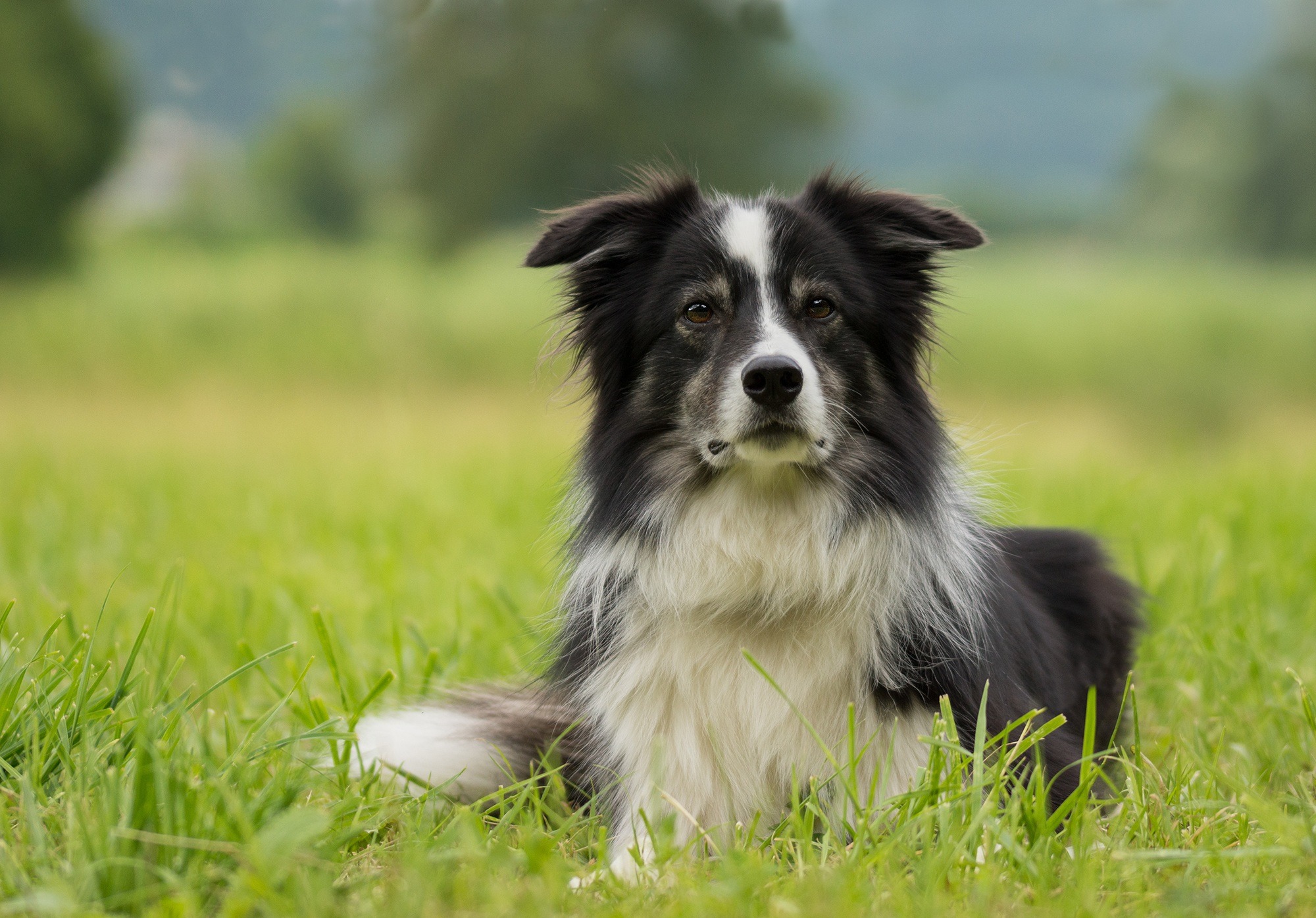 犬の中でも特に賢いといわれているのはどの犬種？賢い犬をランキング形式で紹介！